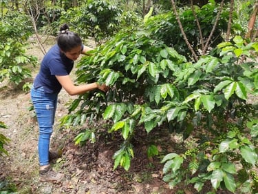 friele colombia dame med plante