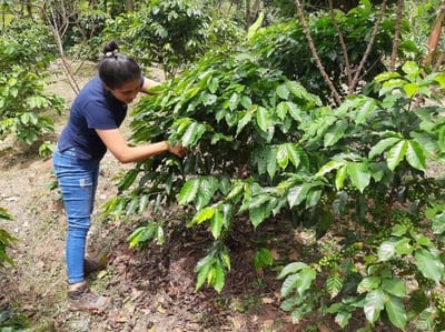 friele colombia dame med plante